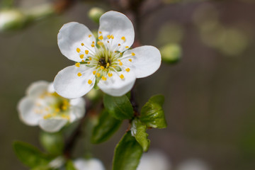 Blooming Apple and cherry trees. Summer garden in nature.