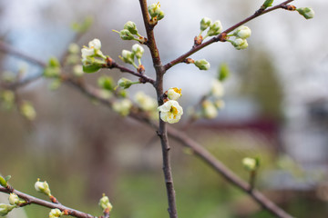 Blooming Apple and cherry trees. Summer garden in nature.