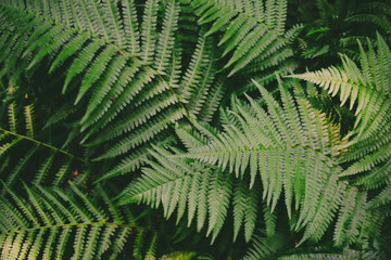 Silent forest leaf in Pilatus, CH