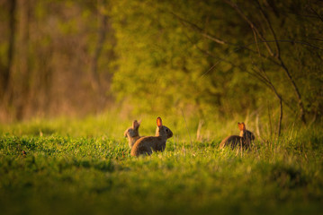 European rabbit - Oryctolagus cuniculus on a meadow - 348129114