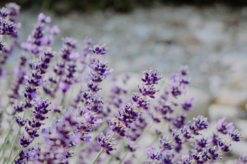 Hungarian lavender family farm in Balaton, HU