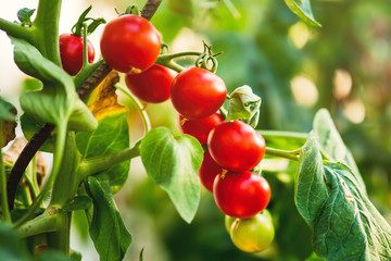 Ripe tomato plant growing in greenhouse. Fresh bunch of red natural tomatoes on a branch in organic vegetable garden. Blurry background and copy space for your advertising text message