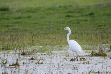 Great Egret wading in the lake and hunting