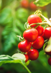 Ripe tomato plant growing in greenhouse. Fresh bunch of red natural tomatoes on a branch in organic vegetable garden. Blurry background and copy space for your advertising text message