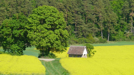 Rapsfeld vor Waldrand mit herrlichem Baum und kleiner Hütte