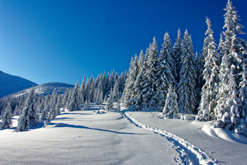 Fototapeta na wymiar Landscape of the winter Carpathians while climbing Hoverla.