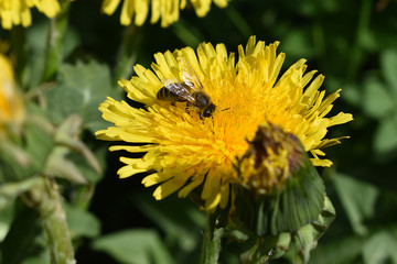 Honigbiene, Apis mellifera, auf Löwenzahn, Taraxacum, beim Nektarsammeln