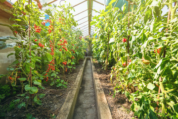 Homemade greenhouse with growing ripe tomato and cucumber plants. Fresh bunch of red natural tomatoes on a branch in organic vegetable garden. Blurry background and copy space for your text message.