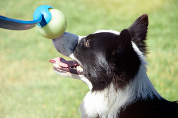 Owner put ball launcher dog toy on border collie nose to train and play ball catching in the park.