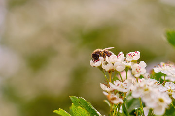 Close-up photo of a bee pollinating a white flower