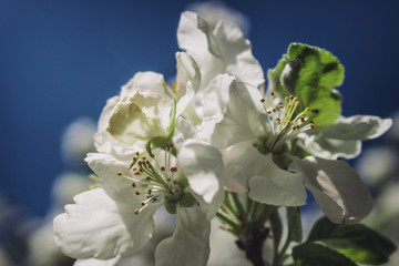 Fototapeta na wymiar apple tree flowers close up