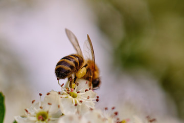 Close-up photo of a bee pollinating a white flower