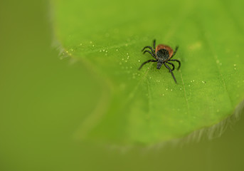 Zecke auf einem Blatt
