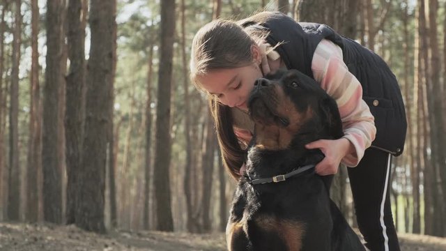 Walking a dog in a coniferous forest. Sunny day and walk with the dog in the coniferous forest. Dog man's best friend. 4K UHD still video camera, 2x slow motion.