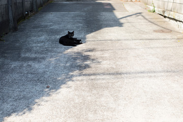 黒猫