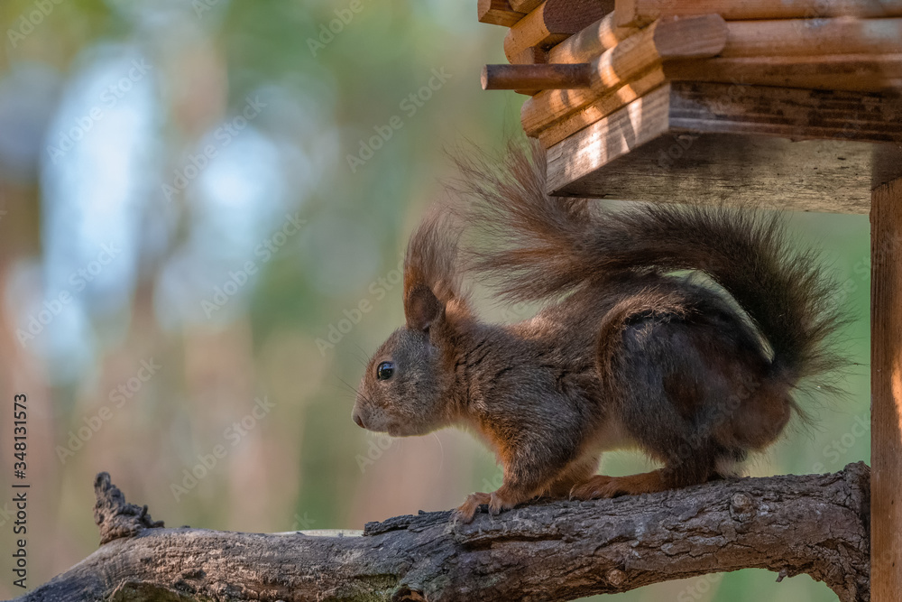 Canvas Prints Eichhörnchen am Vogelhaus