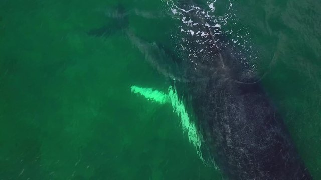 Humpback Whale and Calf Watching off Isla Conadora, Las Perlas Panama