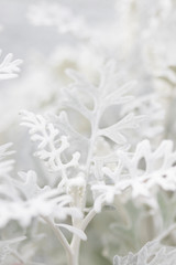 白い植物