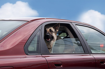 Dog Riding in Car With Open Window