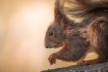 Eichhörnchen Portrait