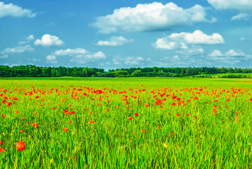 Fototapeta na wymiar Summer landscape with red poppies flowers in green meadow