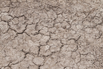 Dry dirt as a background.