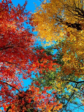 Low Angle View Of Trees During Autumn