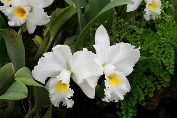 White Cattleya orchid on branch and green leaves background.