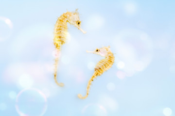 タツノオトシゴのカップル