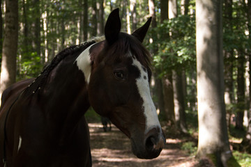 Fototapeta premium Shanuk