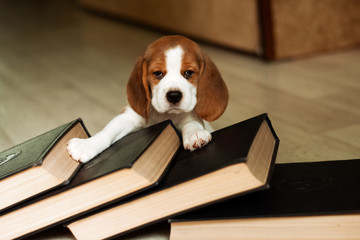 Puppy with books. The puppy lies on closed books. Beagle. Portrait of a puppy. Selective soft focus.