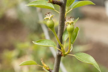 Fruits of immature pears on the branch of tree.