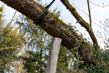 Fototapeta premium Big Branch covered with moss has to be secured with ropes and a wooden post underneath from breaking down