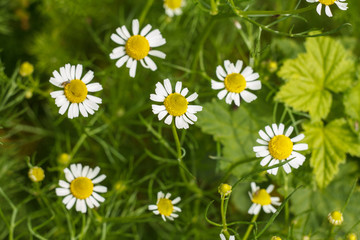 Fototapeta premium Flower of chamomile with blurred same flowers in the background