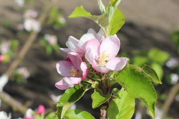 
Tender pink flowers bloom on an apple tree in spring in the garden on a sunny day.