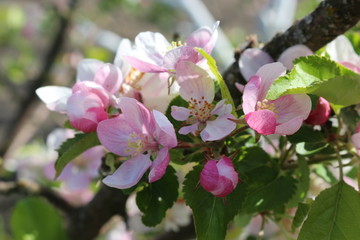 Fototapeta na wymiar Tender pink flowers bloom on an apple tree in spring in the garden on a sunny day.
