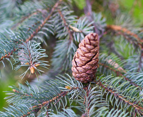 cones grow on a pine tree in a park