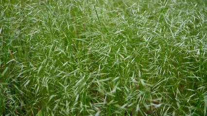 green grass grows in the park in summer