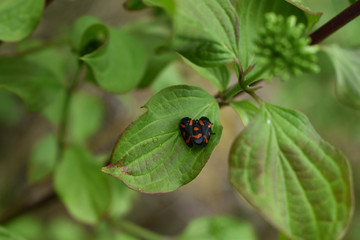 Gemeine Blutzikade, Cercopis vulnerata, bei der Paarung auf Hartriegel, Cornus 