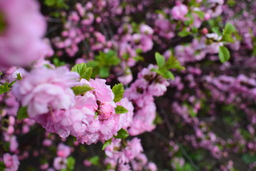 pink flowers in the garden