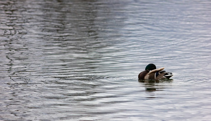 Wild duck Mallard in the lake. Duck cleans feathers.