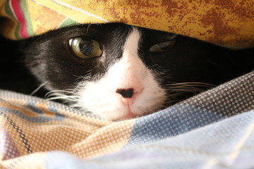 The black-and-white house cat hid under the blanket.