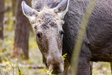 Close-up photo of a moose in the wild. Animal in the forest.