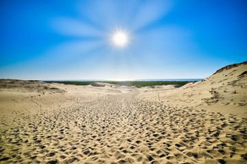 Beautiful calm view of nordic sand dunes and protective fences at Curonian spit, Nida, Klaipeda, Lithuania. Buried wood, desert and sand, blue sky