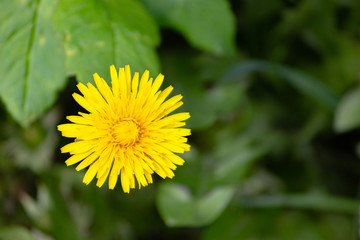 Yellow dandelion close-up in the grass.