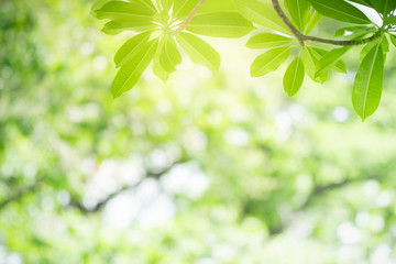 Fototapeta na wymiar Amazing nature view of green leaf on blurred greenery background in garden and sunlight with copy space using as background natural green plants landscape, ecology, fresh wallpaper concept.