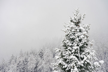 Tannenbäume mit Schnee 