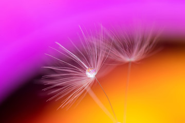 Obraz premium a dandelion seed with a Dewdrop stands in the water close up