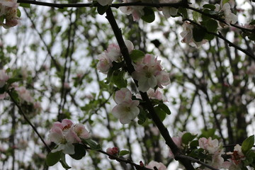 
Tender pink flowers bloom on an apple tree in spring in the garden on a sunny day.