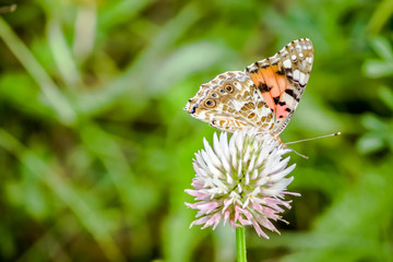 Butterfly sat on a flower. Clover in the meadow.